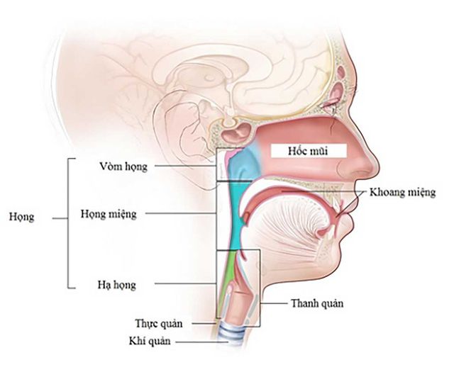 Ung thư vòm họng và những điều cần lưu ý - Ảnh 1.